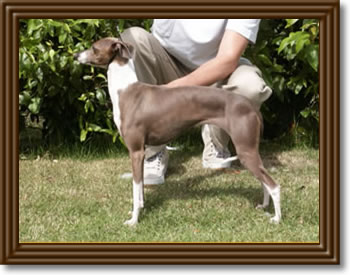 Nelia