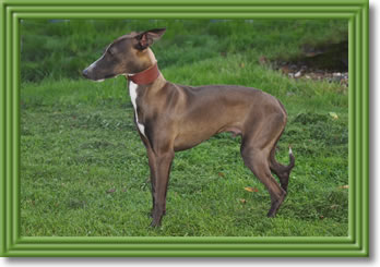 Albin