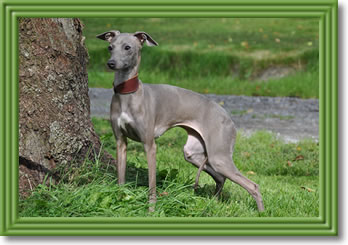 Holly